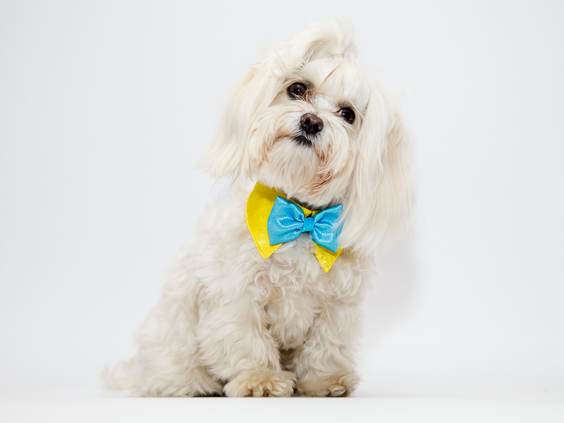 Suņu akseksuāri - apkakle ar tauriņu