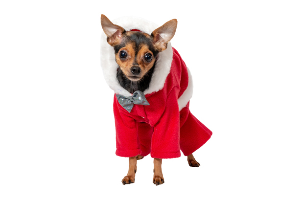 Ziemasssvētku kleitiņa sunītim, S