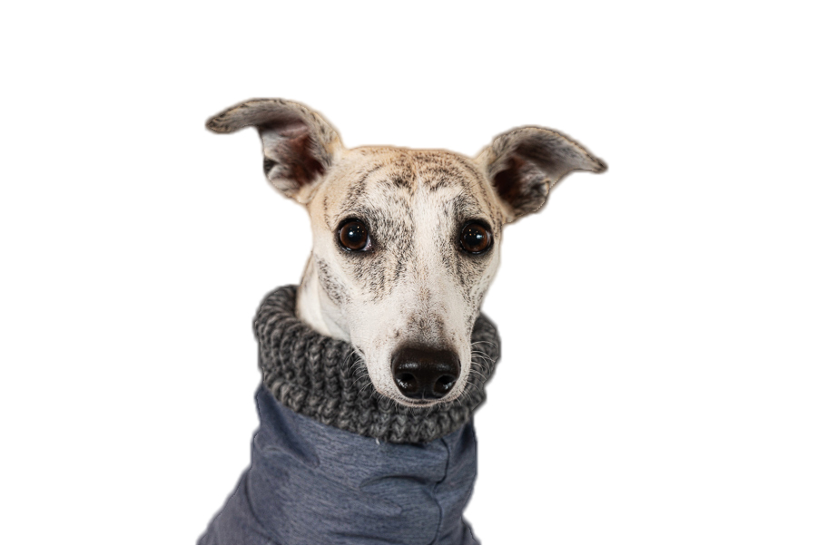 Aramis suņu ziemas veste-metēlis,XL