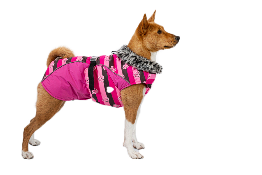 Aramis suņu ziemas veste-metēlis, L_product_product_product_product_product_product_product_product Aramis suņu ziemas veste-metēlis, L