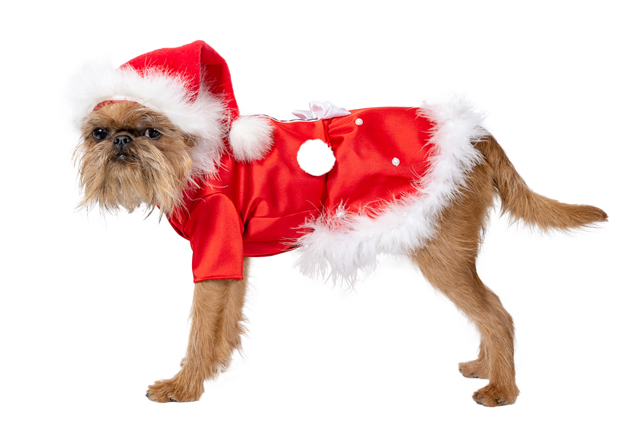 Ziemasssvētku kleitiņa sunītim, S