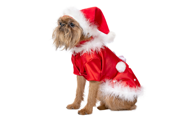 Ziemasssvētku kleitiņa sunītim, S