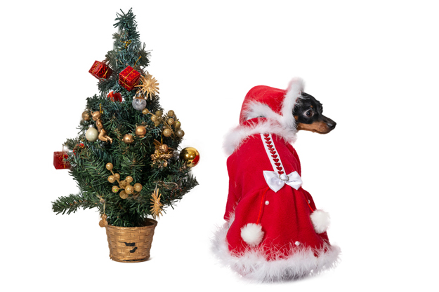 Ziemasssvētku kleitiņa sunītim, S