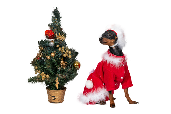 Ziemasssvētku kleitiņa sunītim, S