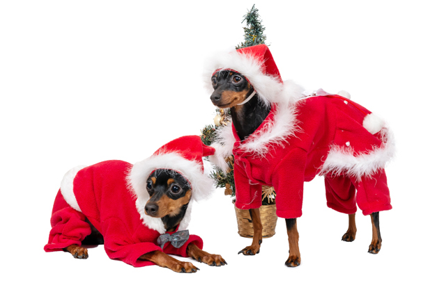 Ziemasssvētku kleitiņa sunītim, S