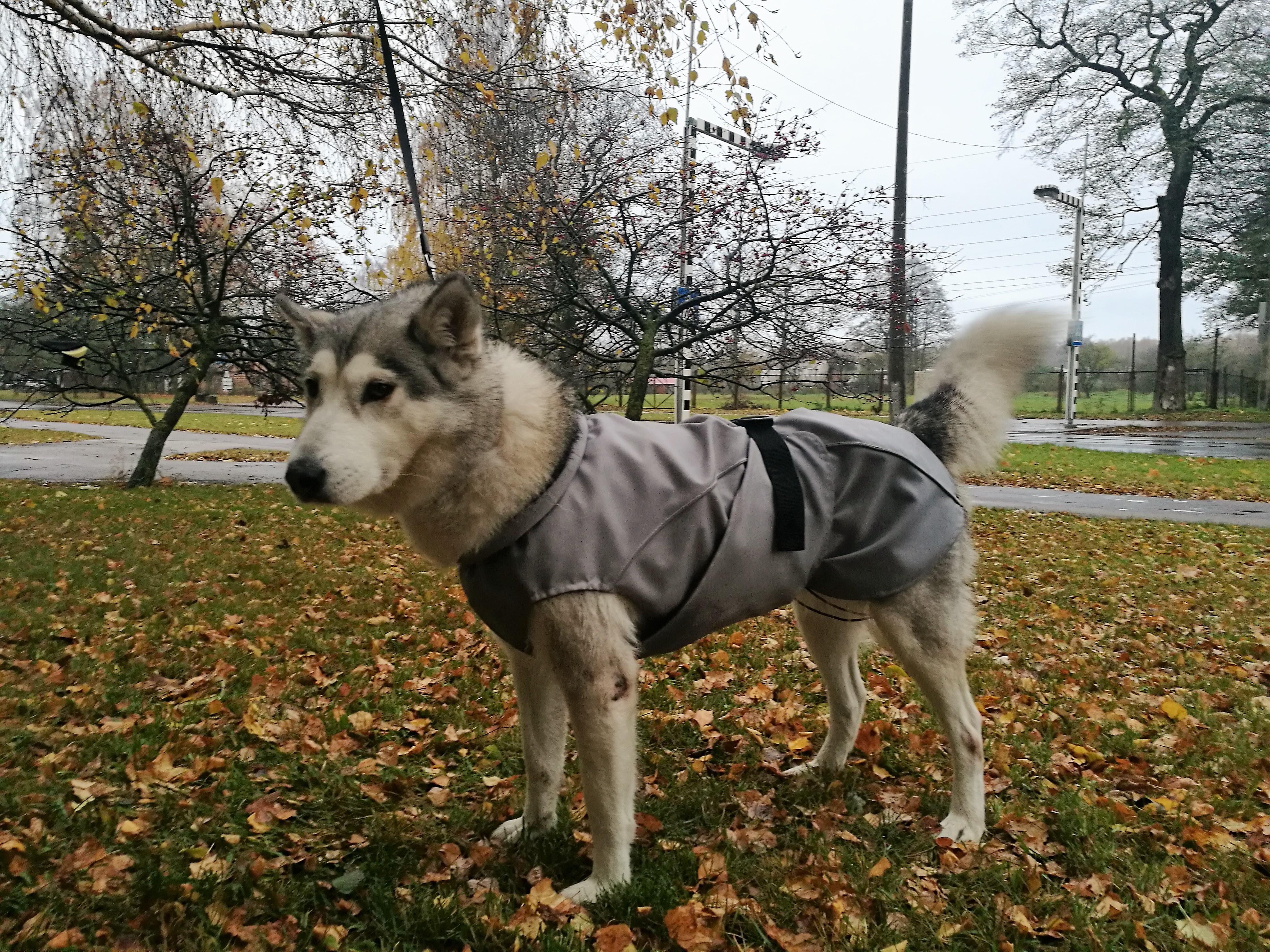 Aramis suņu ziemas veste-metēlis, XXL