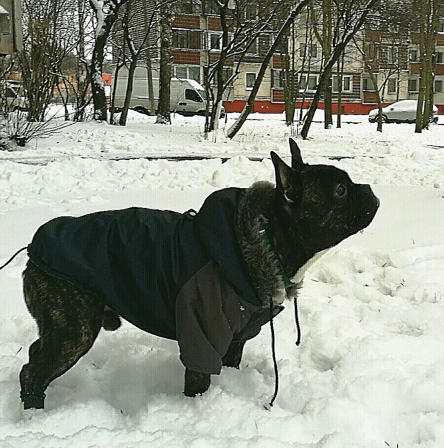 Aramis suņu apģērbs ziemas jaciņa ar kapuci,XL