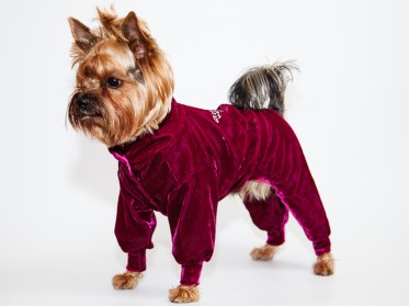 Stilīgs samta suņu kostīms-Aramis  suņu apģērbs   