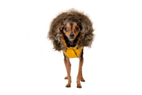 Aramis suņu apģērbs ziemas jaciņa ar kapuci