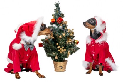 Ziemasssvētku kleitiņa sunītim, S