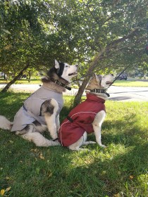 IMG_20170925_1543574