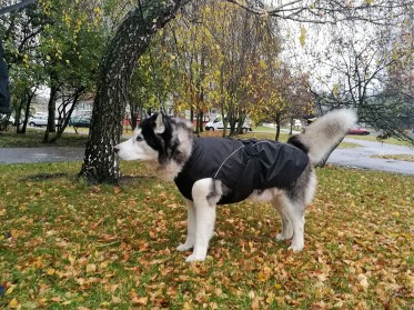 Aramis suņu ziemas veste-metēlis, XXXL