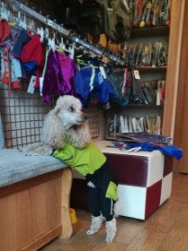 Suņu sporta kostīms no Goretex auduma