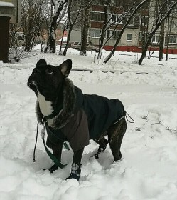 Aramis suņu apģērbs ziemas jaciņa ar kapuci,XL